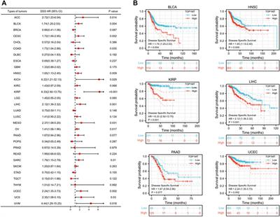 A comprehensive pan-cancer analysis of the expression characteristics, prognostic value, and immune characteristics of TOP1MT